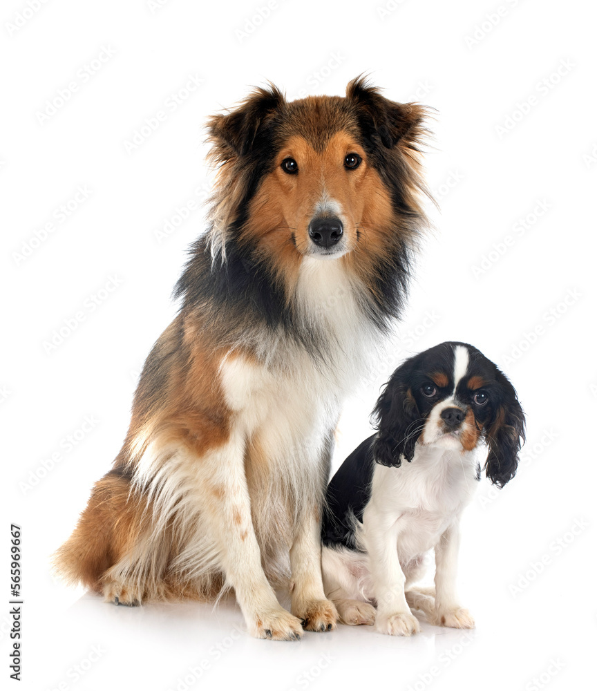 rough collie and cavalier king charles