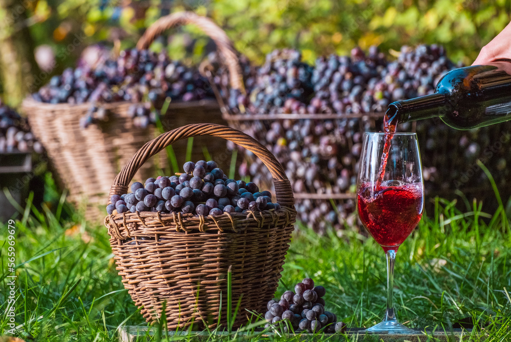 Red wine in glass. Pouring dessert wine into glass from bottle in vineyard outdoors during the wine grape harvest. Viticulture. Grapes harvesting. Wine tasting culture Red wine in glass. Pouring dessert wine into glass from bottle in vineyard outdoors during the wine grape harvest. Viticulture. Grapes harvesting. Wine tasting culture