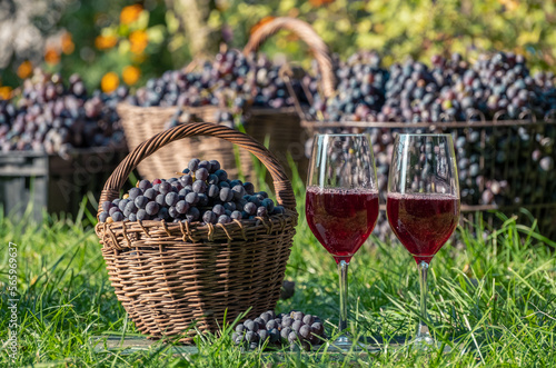 Red wine. Wine tasting culture. Dessert red wine in the wineglass in summer day. Viticulture. Grapes harvesting, outdoors