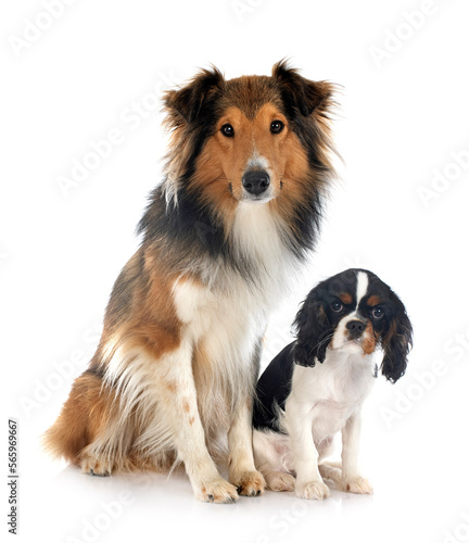 rough collie and cavalier king charles