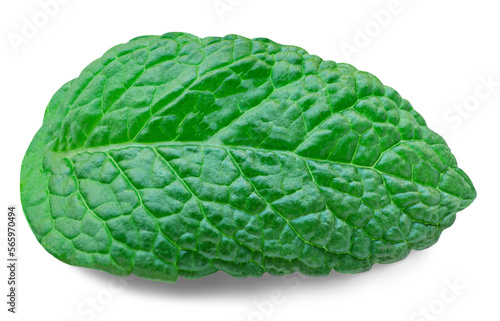 Fresh Mint leaves isolated on the white background. Mint leaf, peppermint close up.
