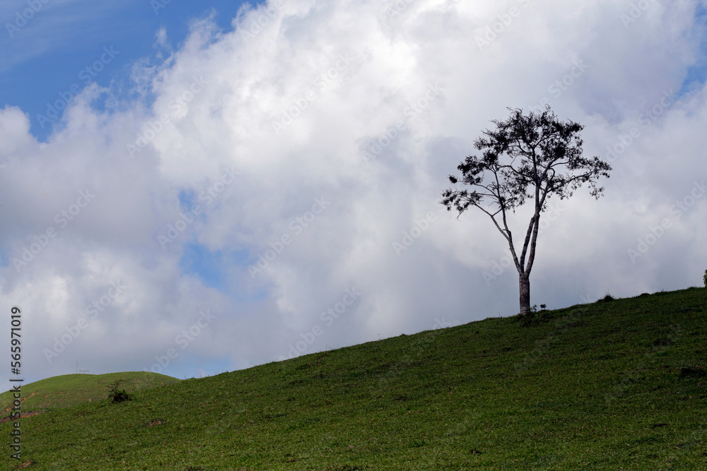 Bucolic landscape with lonely tree on the hill of Serra da Mantiqueira, Minas Geraes state, Brazil