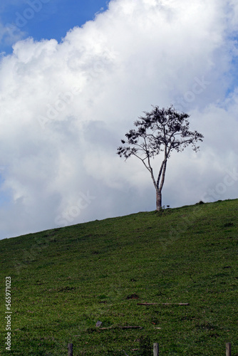 Bucolic landscape with lonely tree on the hill of Serra da Mantiqueira, Minas Geraes state, Brazil