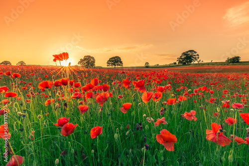 Field of poppies at sunset in the Northumberland countryside