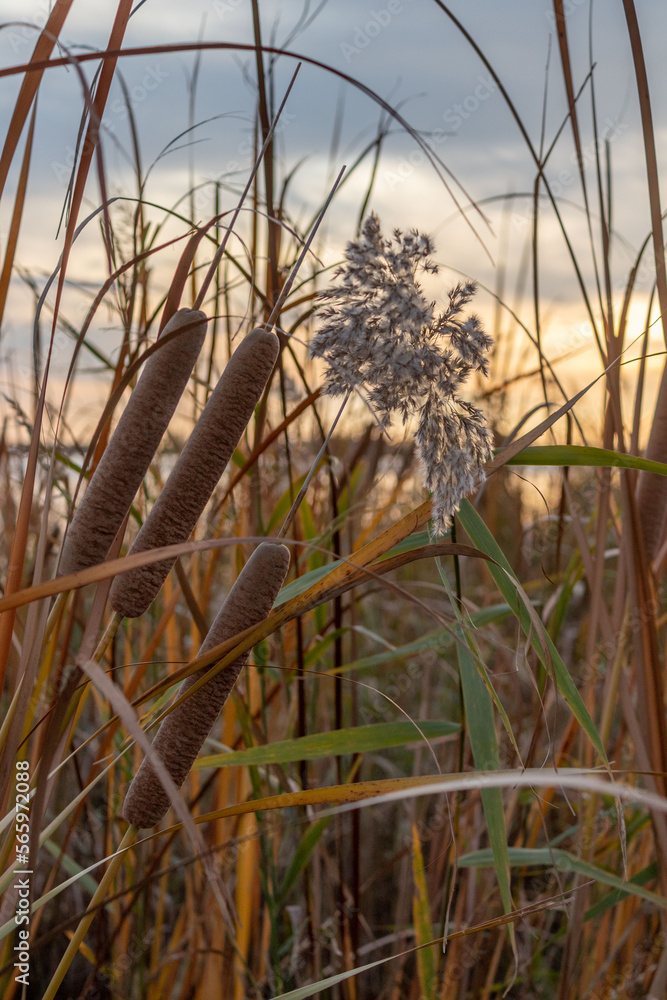 Fototapeta premium cattails and reeds grow near the water