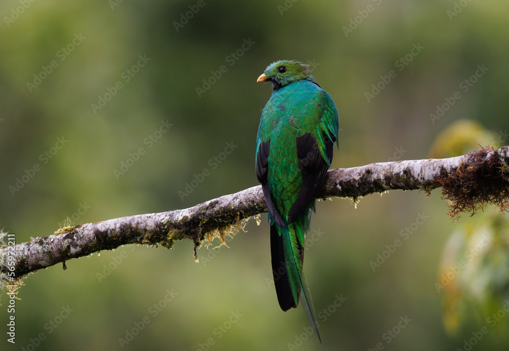 Obraz premium Resplendent Quetzal in Costa Rica 
