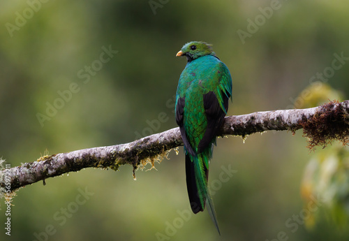 Resplendent Quetzal in Costa Rica  © Harry Collins