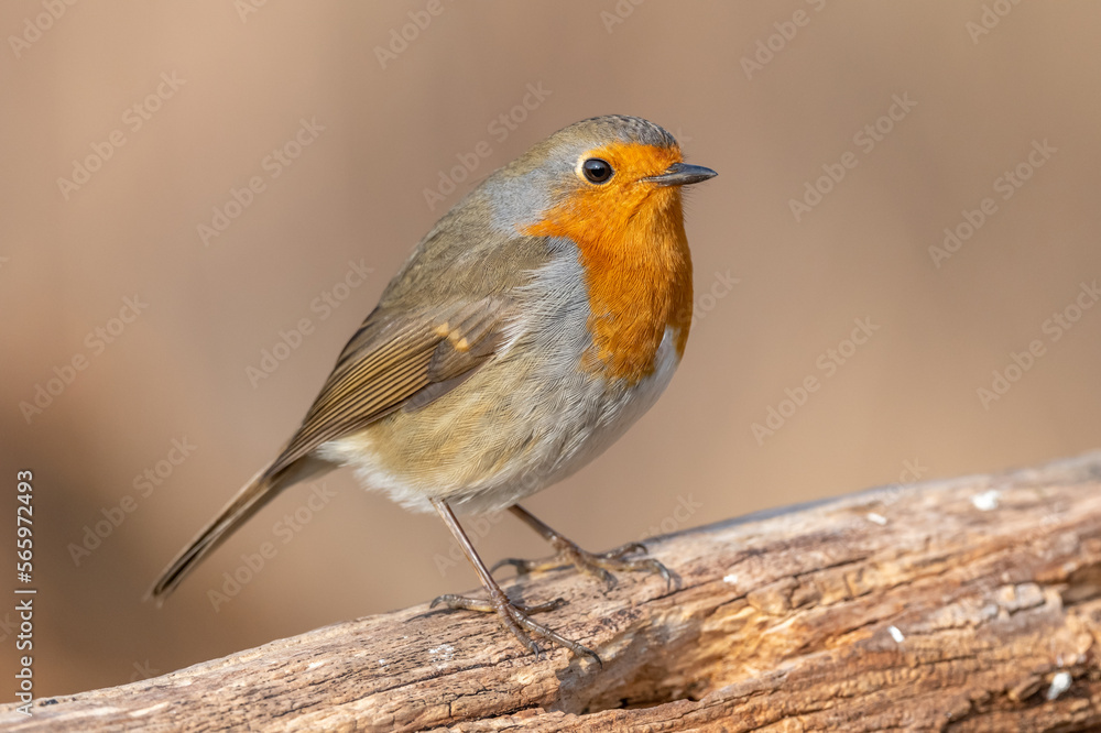 European Robin (Erithacus rubecula) perched on a branch in the forest in winters.