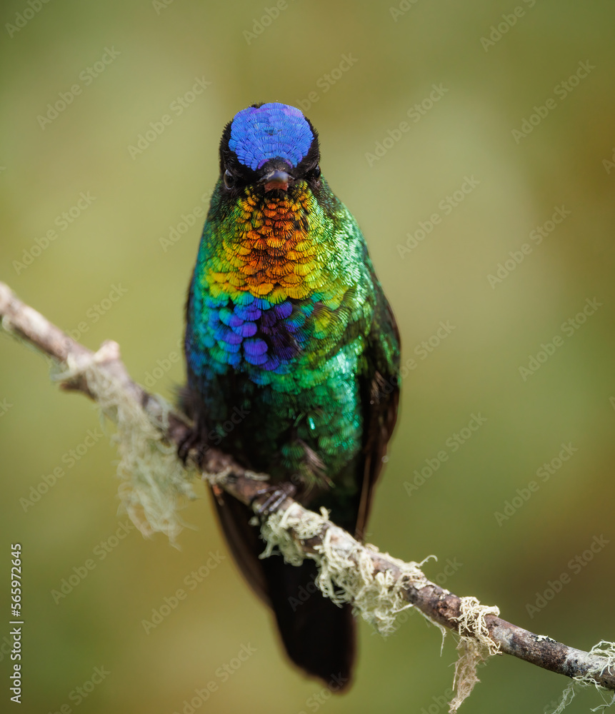 Obraz premium A fiery throated hummingbird in Costa Rica 