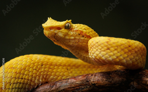 Eyelash Viper in Costa Rica 