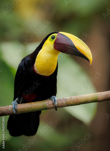 Toucan in Costa Rica 