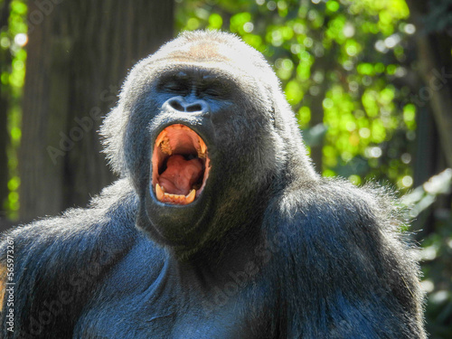 A large captive male silver back gorilla yawns widely