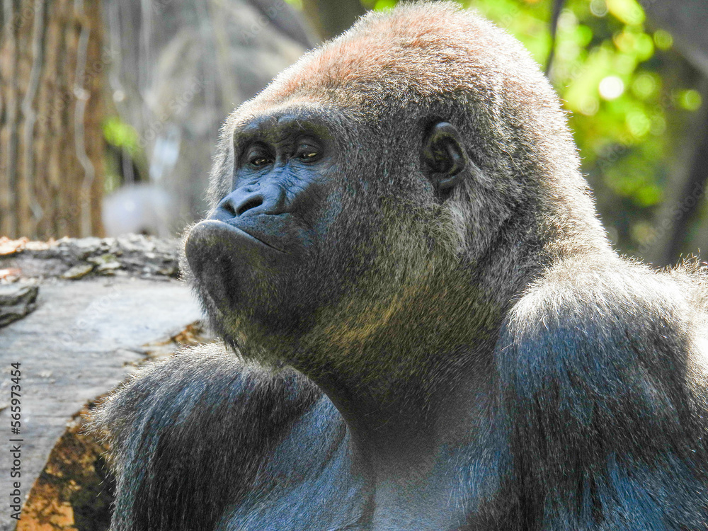 Fototapeta premium A large captive male silver back gorilla