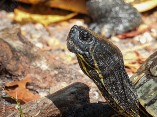 Yellow bellied slider in the Okefenokee swamp