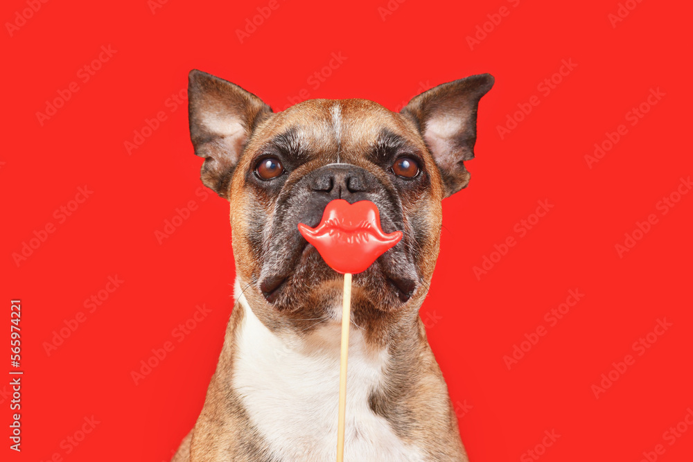 Funny French Bulldog dog with Valentine's Day kiss lips photo prop in front of red background