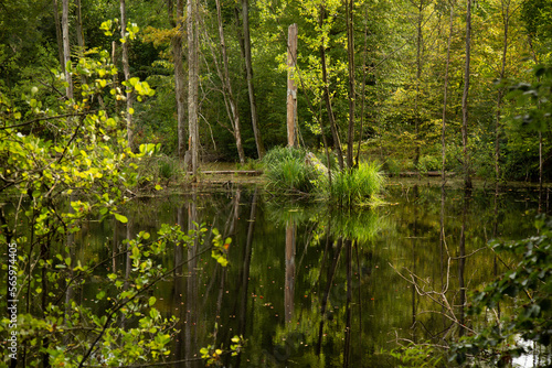 Fototapeta Naklejka Na Ścianę i Meble -  Natural water body in forest near Stuttgart, Germany