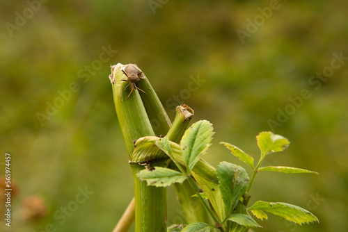 Insekt, Nahaufnahme eines Insekts auf einem Blatt