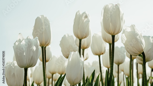 Spring floral background with white tulips. Tulips blooming in springtime
