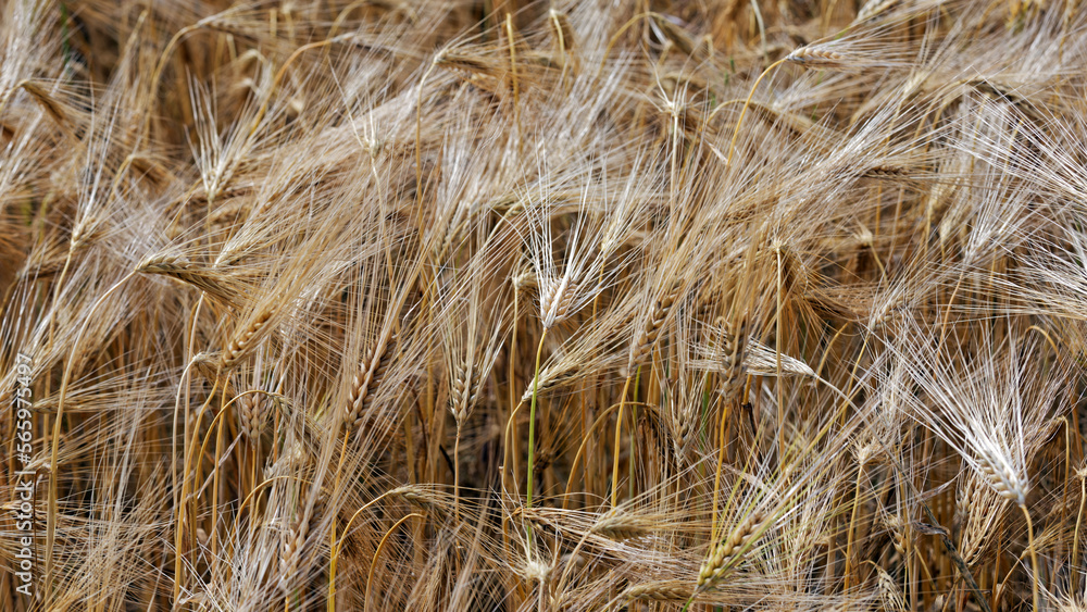 Barley Fields of Gold and Green Barley Fields of Gold and Green