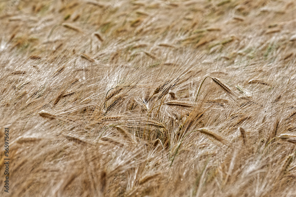 Fototapeta premium Barley Fields of Gold and Green