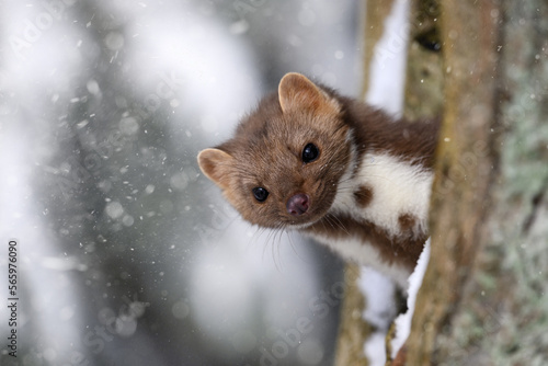 The marten runs on the newly fallen snow and climbs into the hollow of the tree.