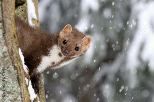 The marten runs on the newly fallen snow and climbs into the hollow of the tree.