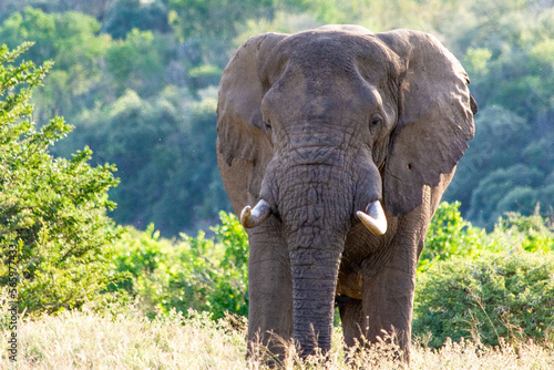 An elephant in the Hluhluwe-Umfolozi Game Reserve in South Africa