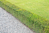 Fresh green privet hedge in an Italian public park with green meadow and gravel flooring footpath