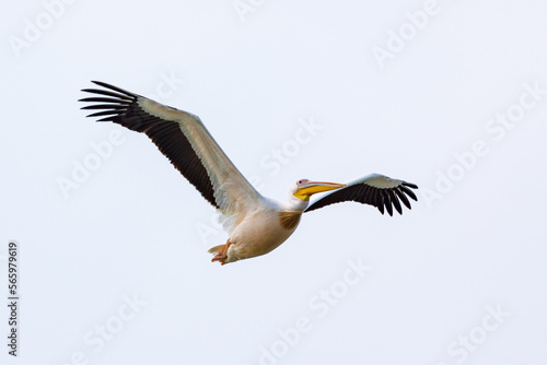 Flying Pelicans in the Danube Delta