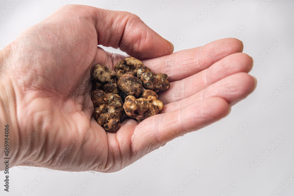 Magic truffles mushrooms full of psilocybin in red hand with light background Magic truffles mushrooms full of psilocybin in red hand with light background