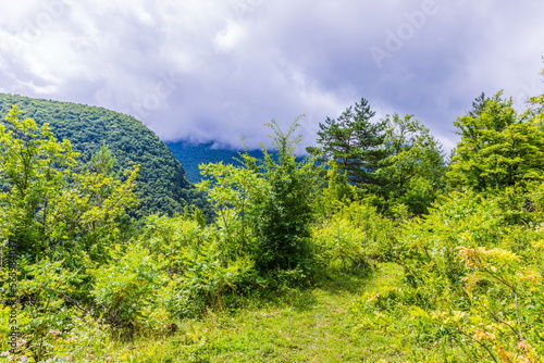 Vegetation of the Shareula River Valley with relic plants, Georgia