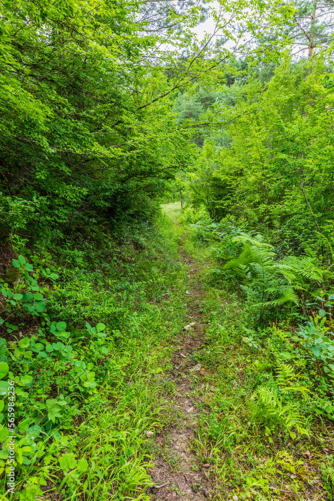 Trail in the valley of the Shareula River with rare plants and trees, Georgia