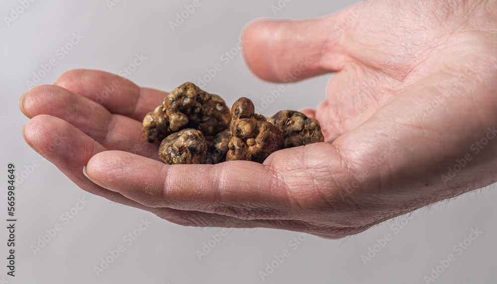 Magic truffles mushrooms full of psilocybin in red hand with light background Magic truffles mushrooms full of psilocybin in red hand with light background