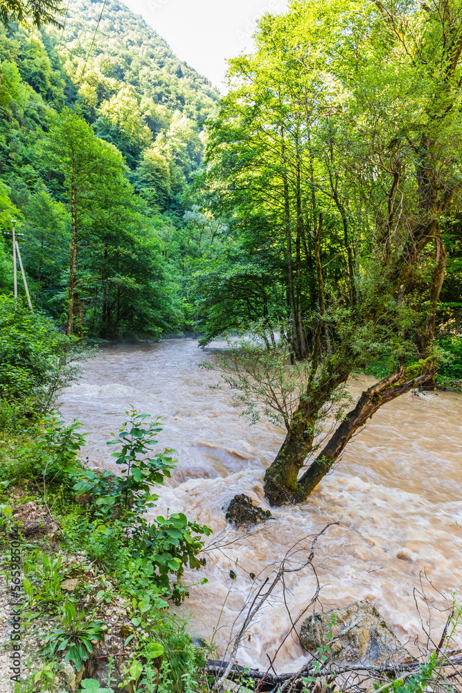 Obraz premium Forest river in the Shareula river valley with rare plants and trees, Georgia