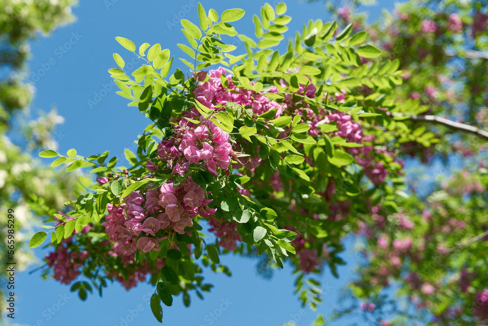 pink flowering robinia Robinia margaretta Casque Rouge in a public park near Berlin in springtime pink flowering robinia Robinia margaretta Casque Rouge in a public park near Berlin in springtime