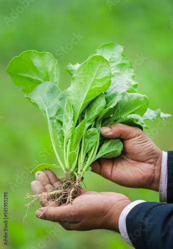 Hand holding freshly harvested spinach