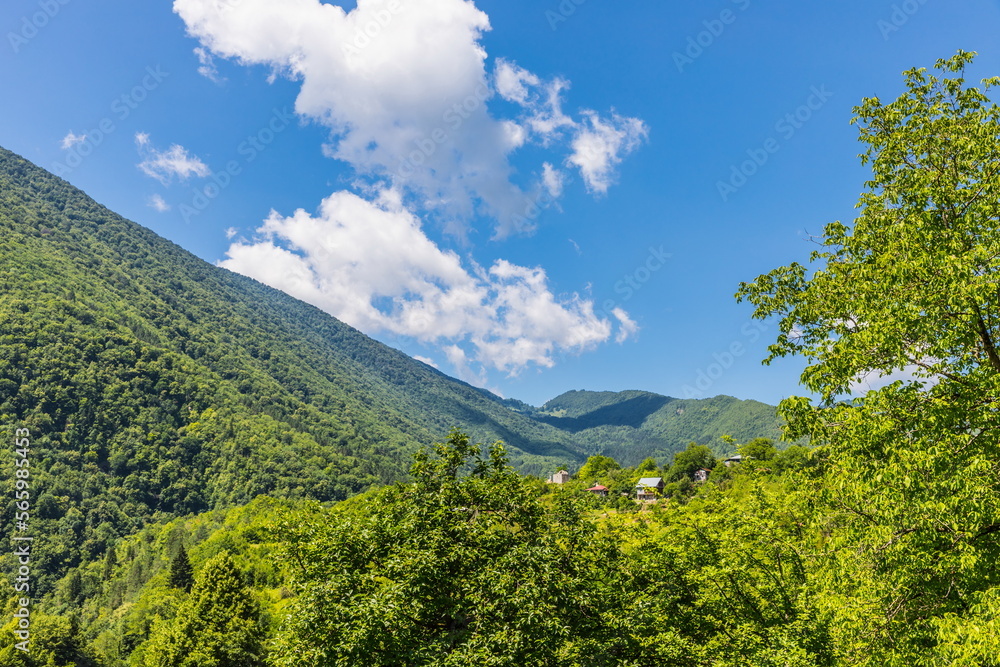 Fototapeta premium Lush green vegetation in the Shareula river valley with rare plants and trees, Georgia