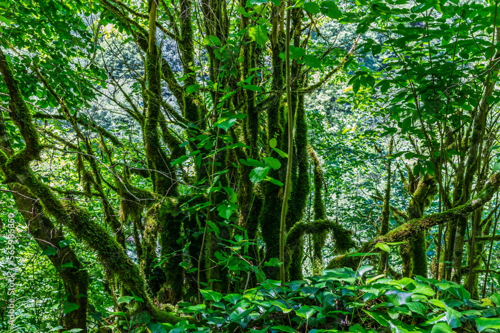 Fototapeta premium Lush green vegetation in the Shareula river valley with rare plants and trees, Georgia