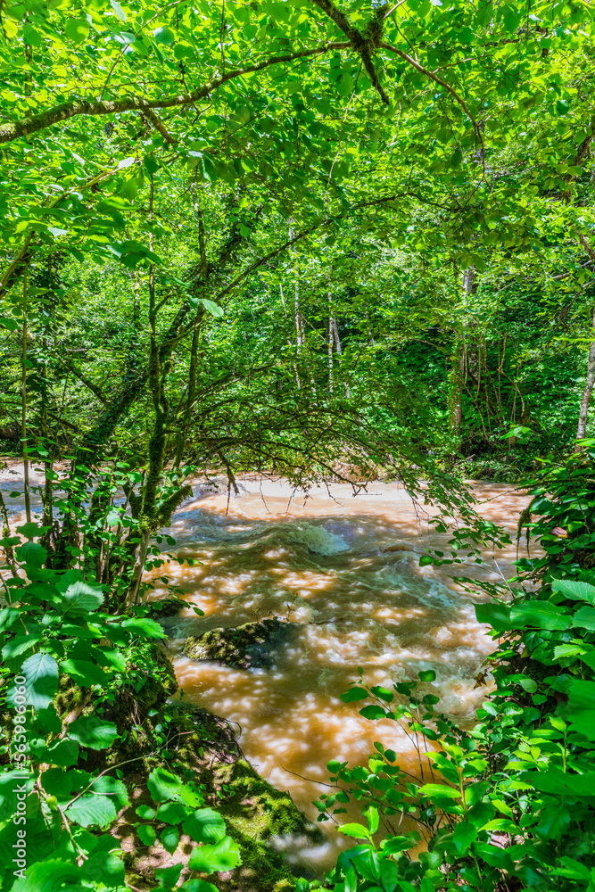 Forest river in the Shareula river valley with rare plants and trees, Georgia Forest river in the Shareula river valley with rare plants and trees, Georgia