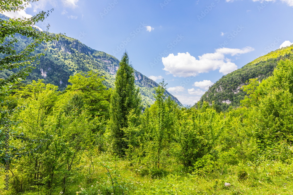 Lush green vegetation in the Shareula river valley with rare plants and trees, Georgia