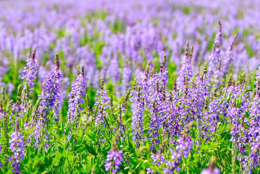 purple field bean flowers planted to improve soil properties