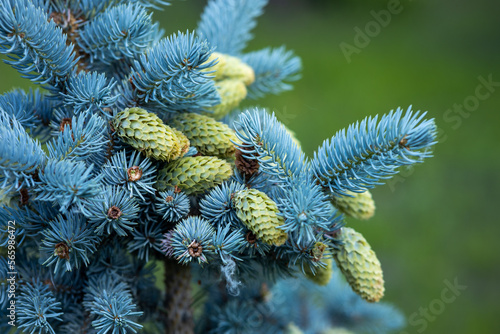 close-up of a blue spruce with cones, natural background