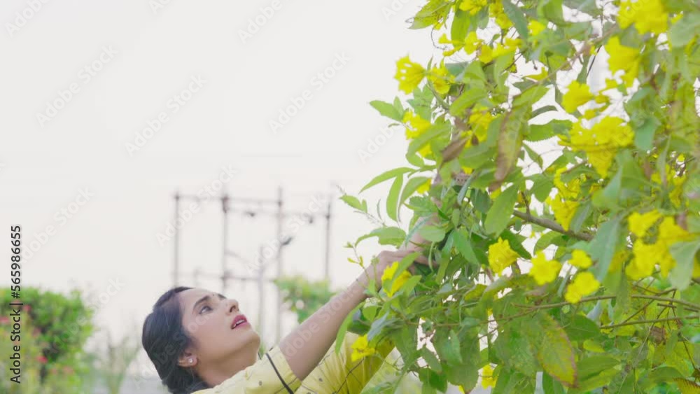Indian Mother plucking and collecting yellow flowers with her cute son or young child in storage box for god worship, both having fun, joy in beautiful green garden. Women’s responsibility concept. Indian Mother plucking and collecting yellow flowers with her cute son or young child in storage box for god worship, both having fun, joy in beautiful green garden. Women’s responsibility concept.