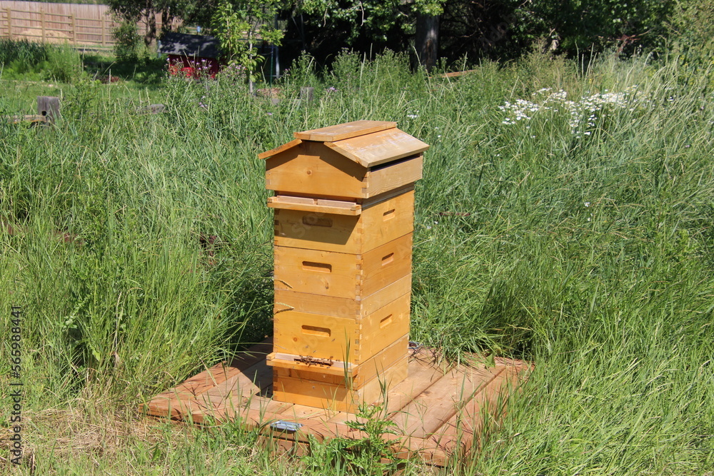 bee hives in a field bee hives in a field