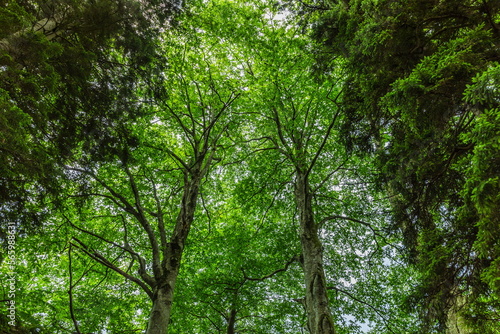 green vegetation in Kintrishi National Park  Georgia
