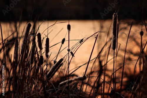 Among the Cattails 
