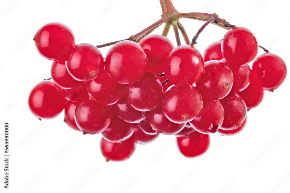 red viburnum berries on white red viburnum berries on white