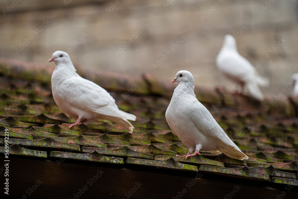 Fototapeta premium White dove sitting on a old roof tiles in a mountain village near the city of Danang, Vietnam. Closeup