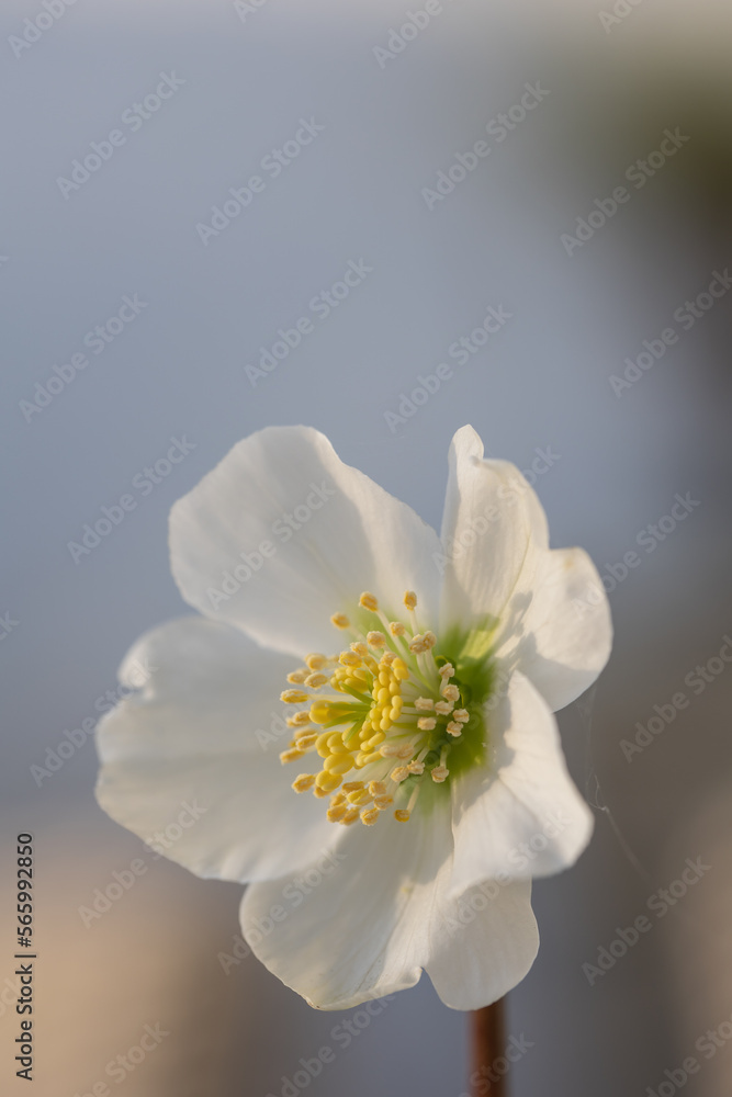 Close-up of a white Christmas rose (Helleborus niger) Close-up of a white Christmas rose (Helleborus niger)