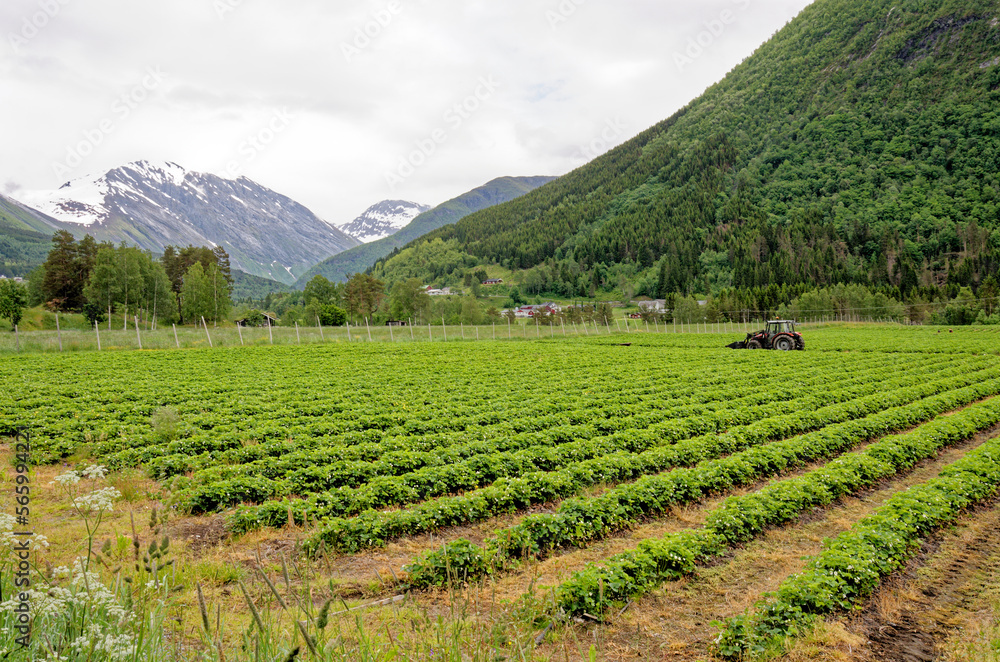 Strawberry field in Andalsnes - Norway
